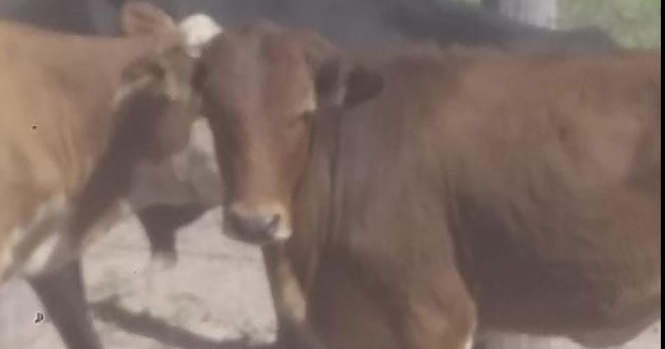 Interceptaron camioacuten con vacunos de dudosa procedencia 