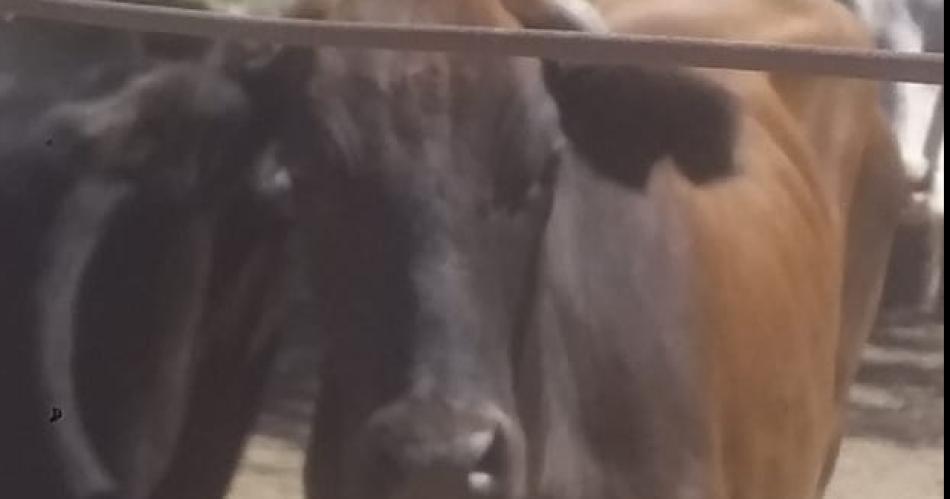 Interceptaron camioacuten con vacunos de dudosa procedencia 