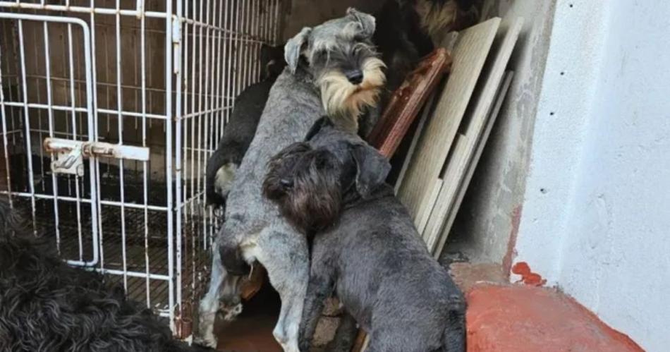 De los 20 perritos rescatados 14 eran hembras y cuatro de ellas estaban preñadas