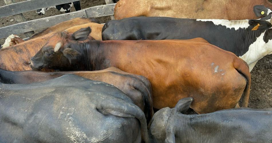 ABIGEATO Respuestas evasivas y documentación apócrifa