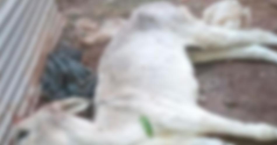 Sociedad protectora denuncioacute a un vecino por maltrato abandono y muerte de un asno