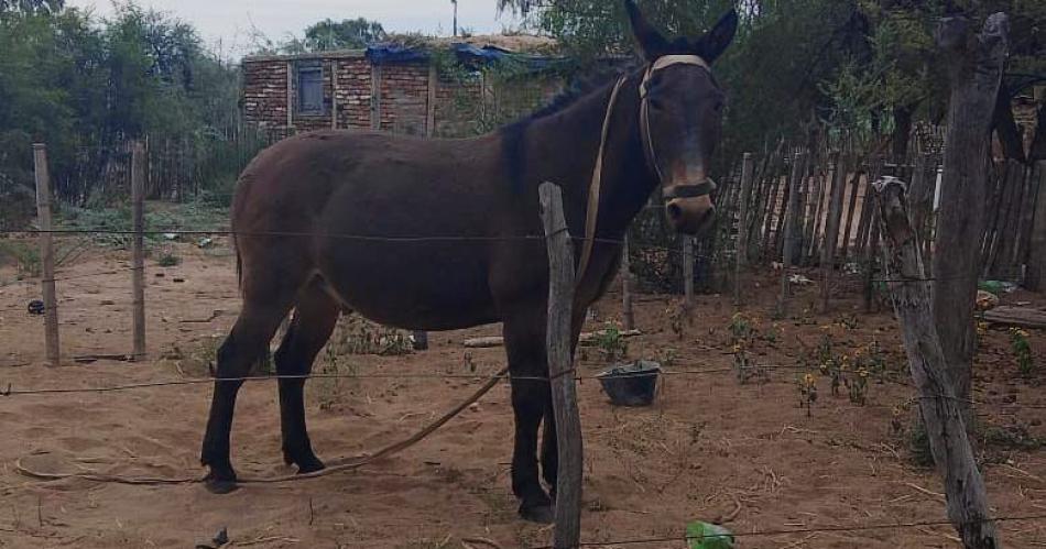Rescates que laten fuerte- recuperan dos animales robados