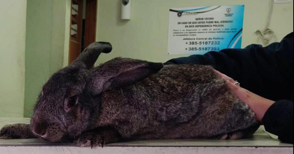 Rescates que laten fuerte- recuperan dos animales robados