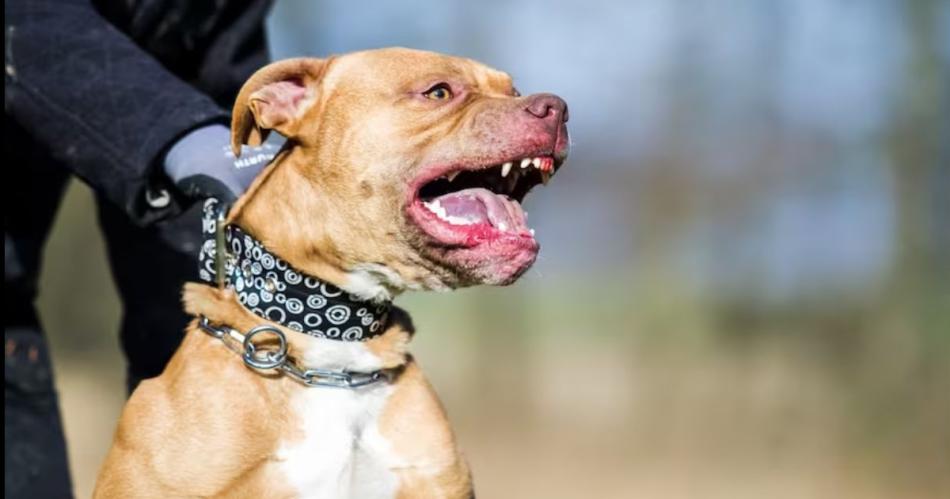 En el caso intervino la Policía y personal de la Brigada Ecológica