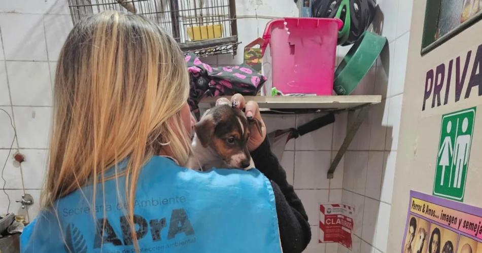 Horror- clausuraron una veterinaria que operaba como un criadero de perros clandestino