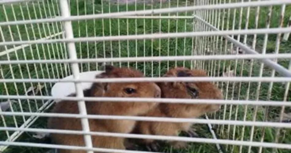 La cocina del horror- les cayoacute un operativo por vender milanesas de capibara y congelar nutrias