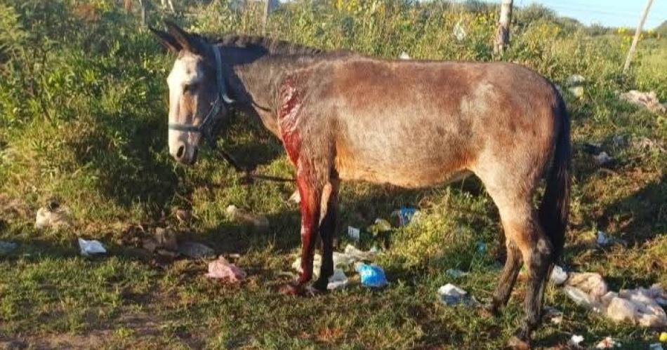GRAVEDAD- La Justicia investiga a Nano Baracat sospechoso de abrir fuego contra varios animales Enfrente su abogado intentó apagar el incendio judicial con una eximición de prisión Hoy día clave