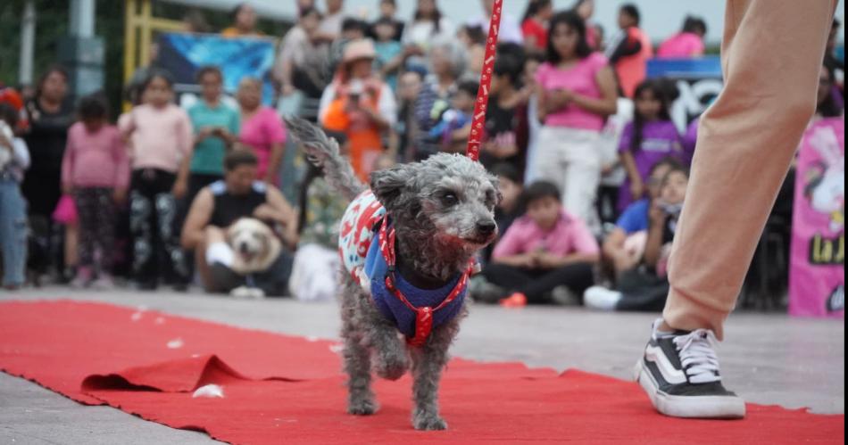 Se intensifica la campantildea solidaria para las mascotas