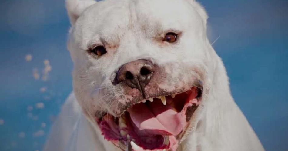 Un Dogo Argentino fuera de control sembroacute el miedo en Villa del Carmen