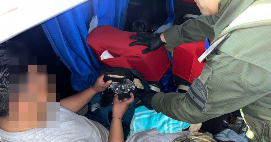 Cayoacute una mula de Bolivia que transportaba un centenar de caacutepsulas de cocaiacutena