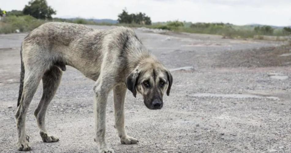 El perro fue encontrado por una vecina quien radicó una denuncia y reveló que estaba en pésimas condiciones físicas