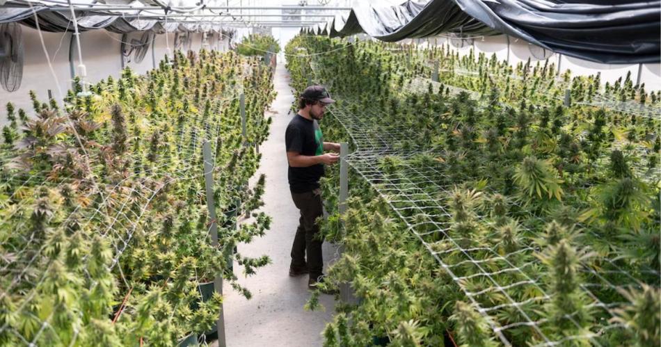 El Gobierno modificó los requisitos para el Reprocann a través de la resolución 17802025