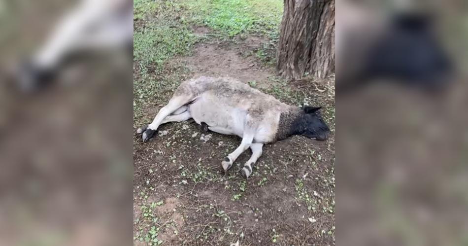 VIDEO DEL HORROR Perros atacan y matan a siete ovejas en una propiedad privada de Maco