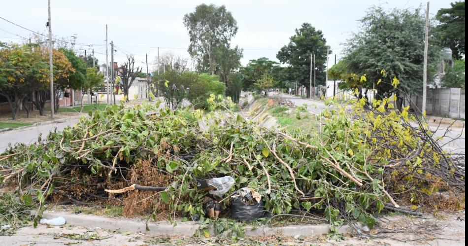 Parques y Paseos reiteroacute informacioacuten sobre la poda de aacuterboles