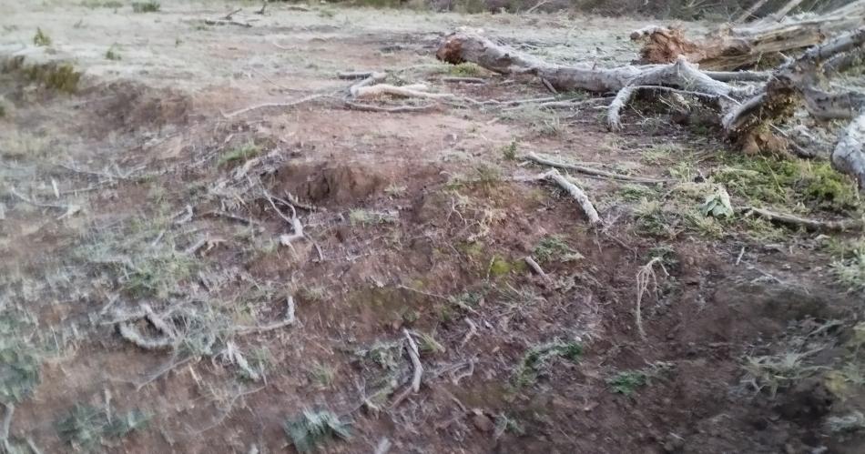 FOTOS Helada intensa golpea al interior santiaguentildeo- productores preocupados por los dantildeos por congelamiento