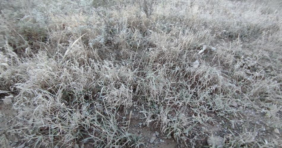 FOTOS Helada intensa golpea al interior santiaguentildeo- productores preocupados por los dantildeos por congelamiento