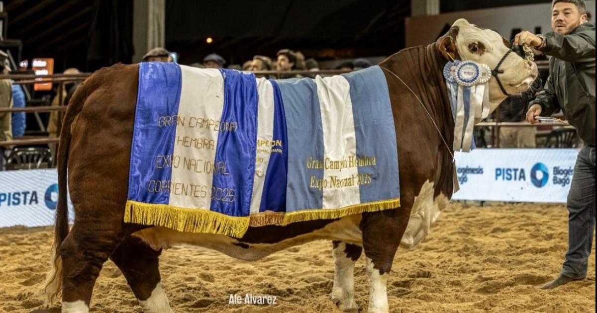 La vaca ganadora