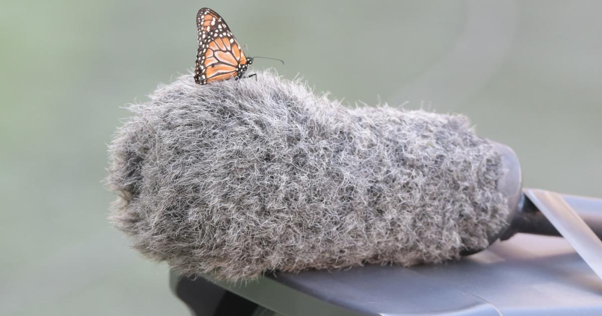 Galeriacutea- Miraacute las mejores imaacutegenes de la final entre el globo y el calamar