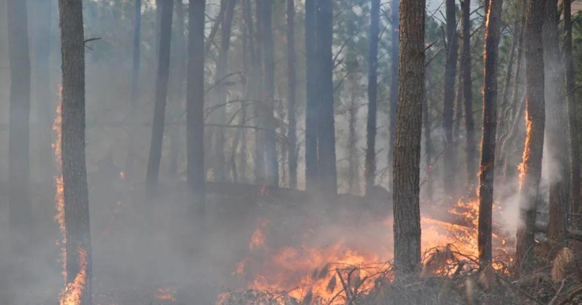 Los incendios forestales golpean varias regiones de Córdoba