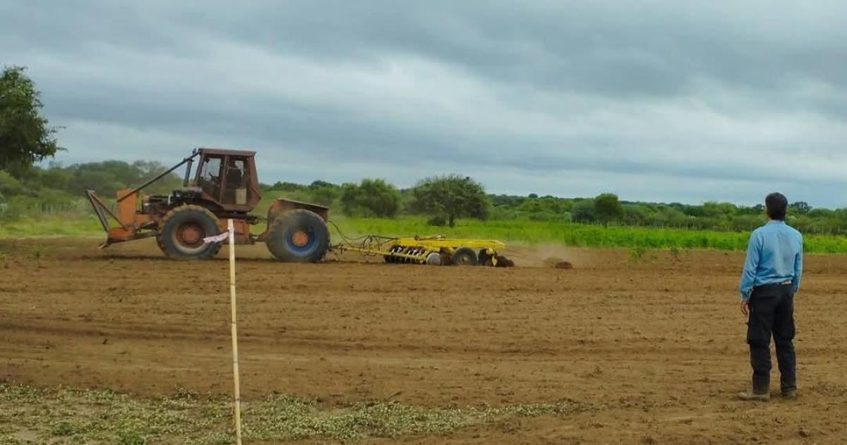 La ciencia y productores del secano se unen para mejorar el forraje