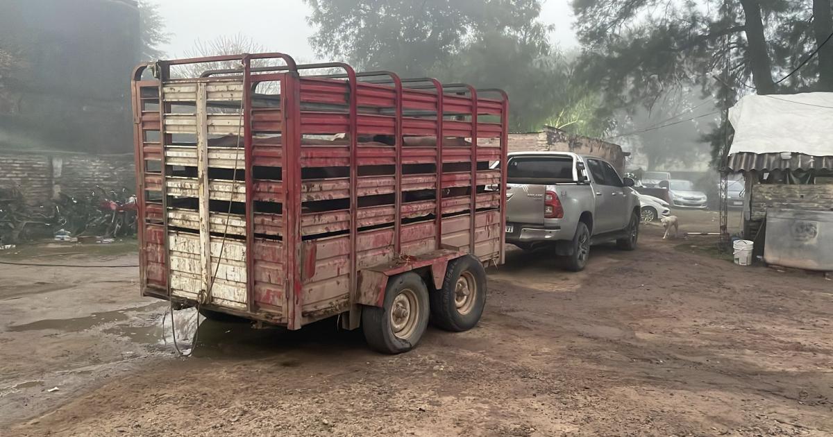 Cayoacute un sujeto por transportar en una camioneta ganado ilegal- lo capturaron cuando saliacutea de una finca