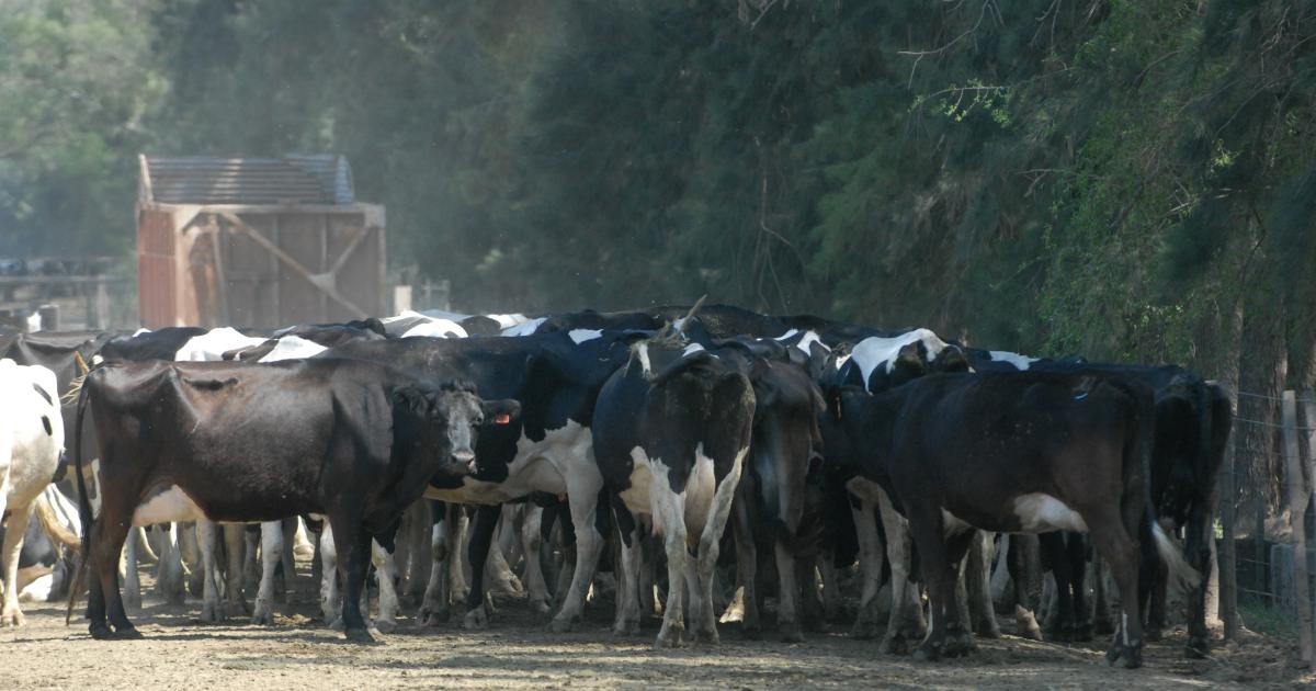 Apresan a encargado por defraudación estimada en 200 M con ganado