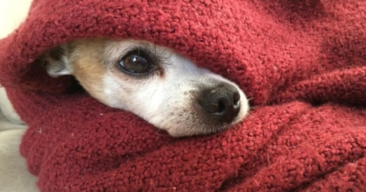 Sigue adelante la campantildea solidaria Huellitas Calentitas