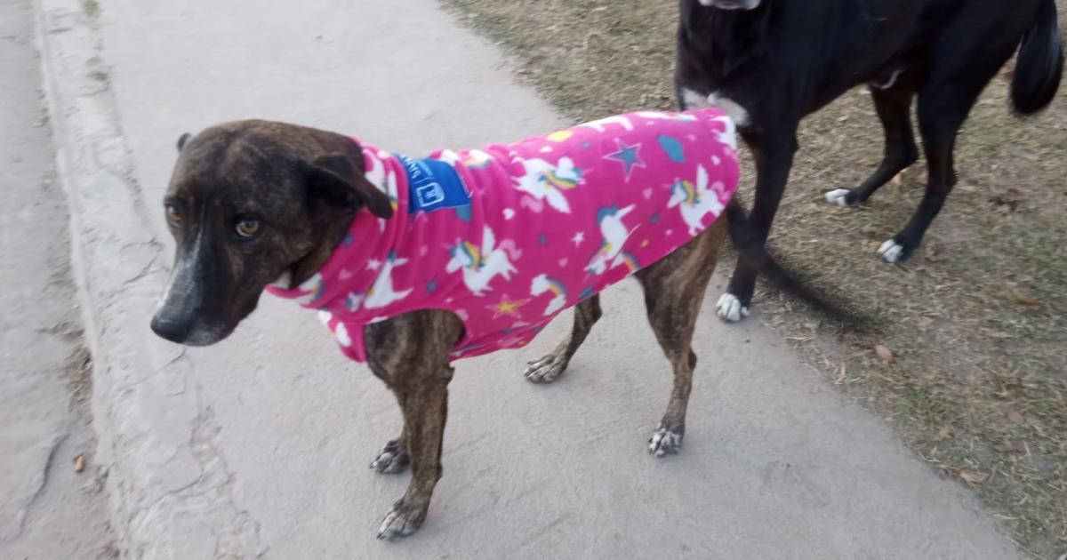 La Municipalidad entregoacute abrigos para perros a asociaciones proteccionistas