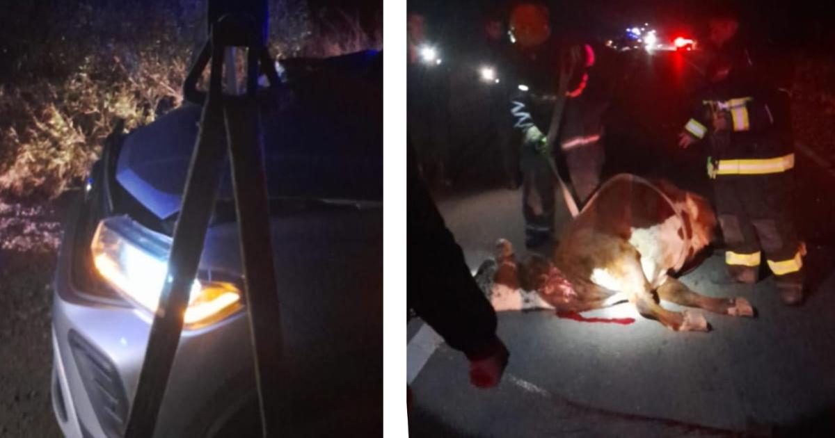 Ex comisionado chocoacute con un vacuno con su auto en la Ruta 34