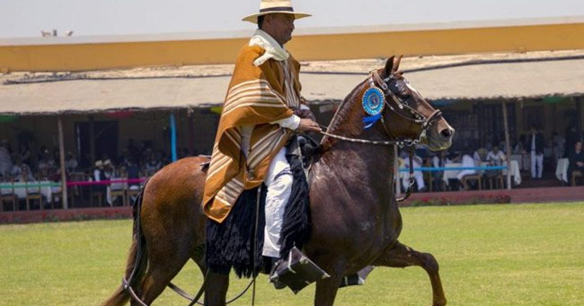 Invitan al Concurso Regional de Caballos Peruanos de Paso