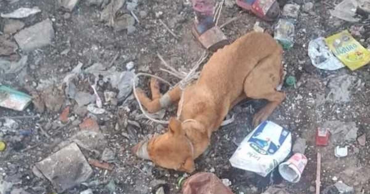 ABERRANTE Los vecinos presenciaron el deleznable  abuso