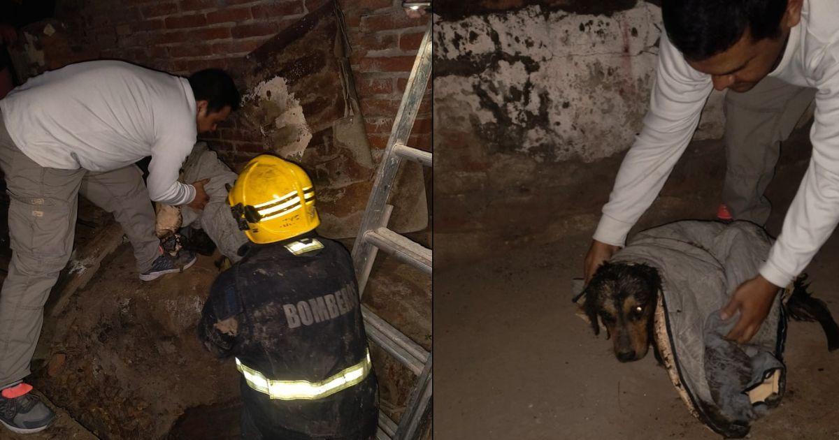 Bomberos actuaron de inmediato y rescataron al animal