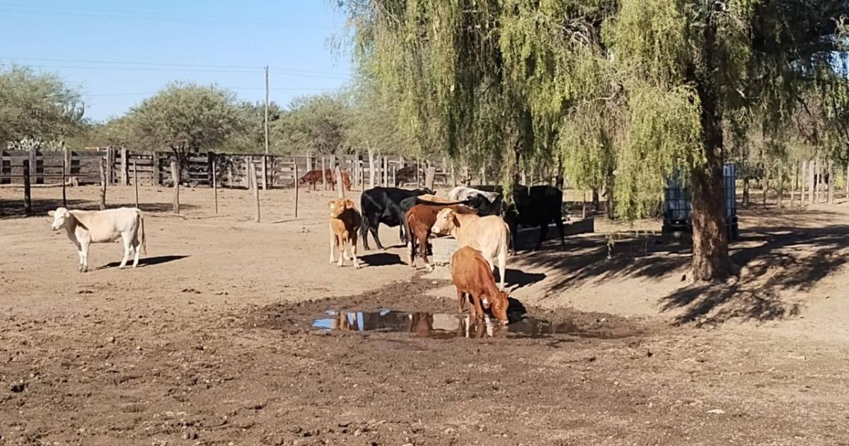 Inta y productores fortalecen la produccioacuten bovina friense