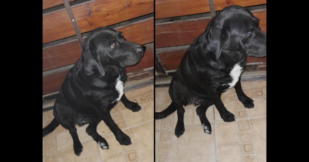 Ayudanos a encontrarla- la perrita Tini estaacute perdida y su familia la espera
