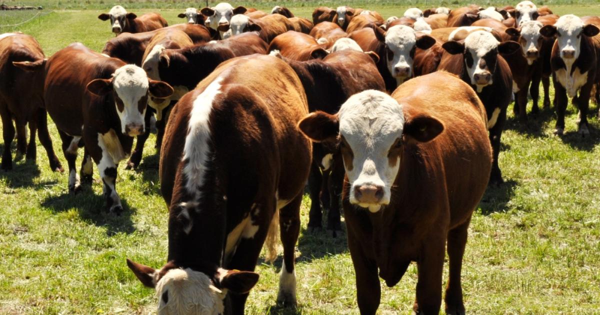 Ya son siete los detenidos por millonario robo de ganado en Campo El Pilar- cayoacute un nuevo integrante del pelotoacuten de cuatreros