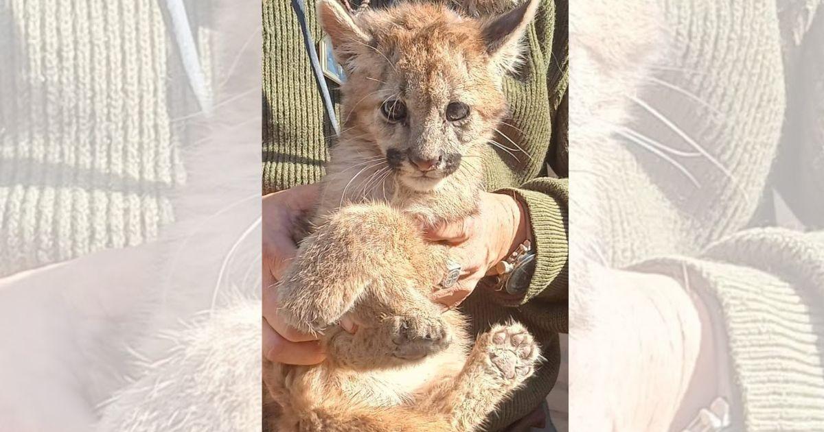 El allanamiento se concretó en un domicilio del Departamento Avellaneda