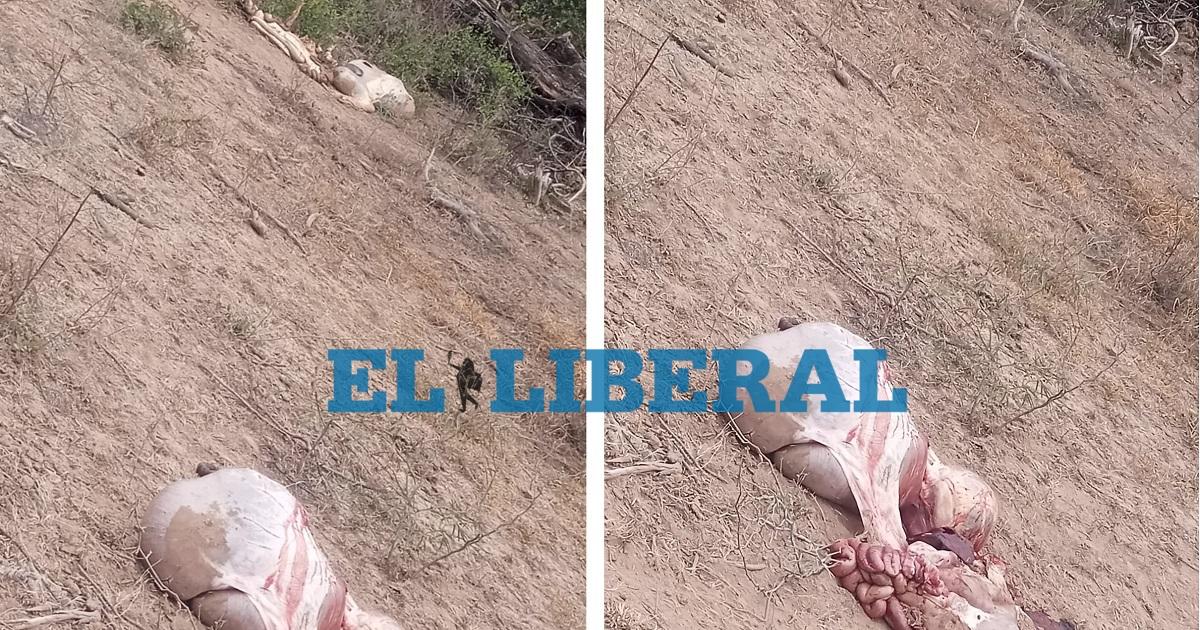 Alerta en Loreto- Cuatreros azotan parajes rurales y vecinos se autoconvocan por seguridad