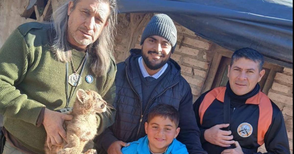 Rescataron a un cachorro de puma y un oso melero