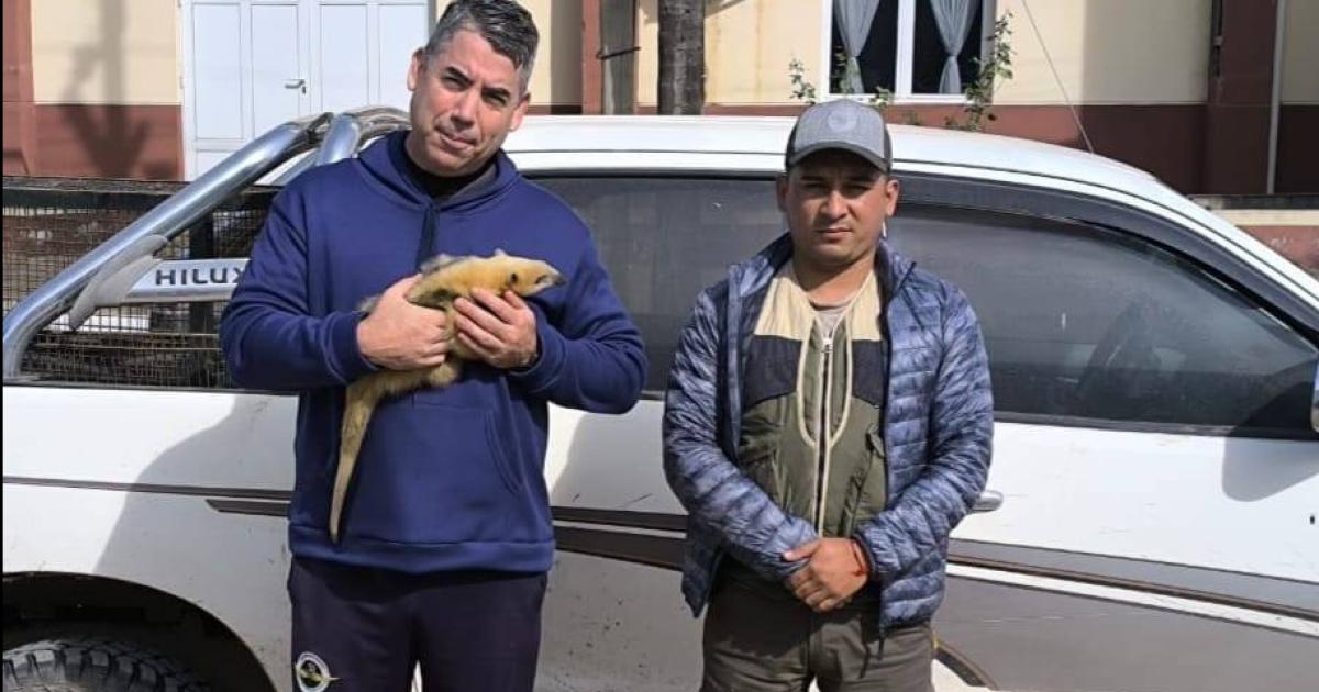 Rescataron a un cachorro de puma y un oso melero