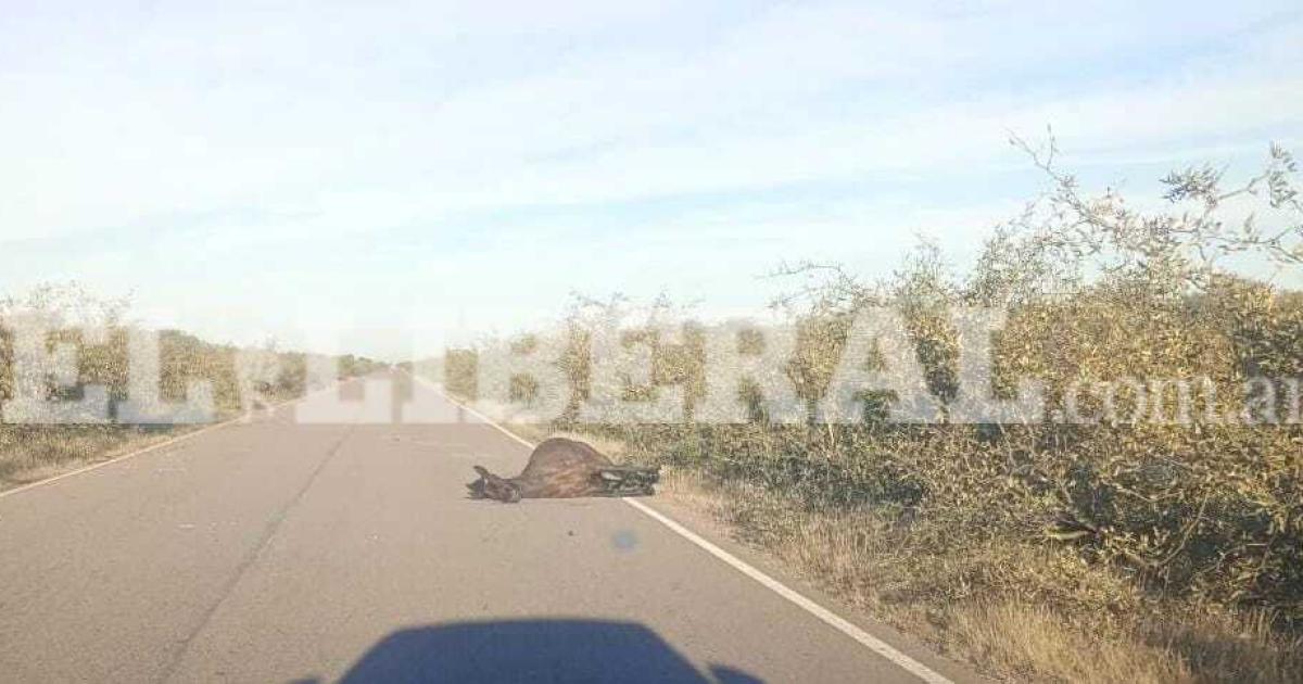 Susto y milagro en ruta 92 por un automoacutevil que embistioacute a un caballo