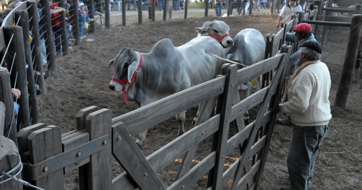 ASOCIACIÓN ILEGAL- Hay una decena de sujetos imputados y muy en la cuerda floja Lo peor los animales no aparecen