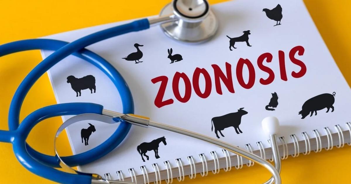  Las zoonosis son enfermedades que se transmiten de los animales a los humanos