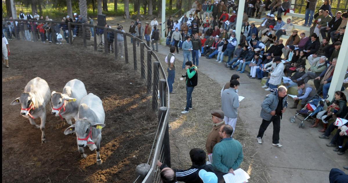EXPOSICIÓN Se realizar del 31 de julio al 2 de agosto en el Vivero San Carlos