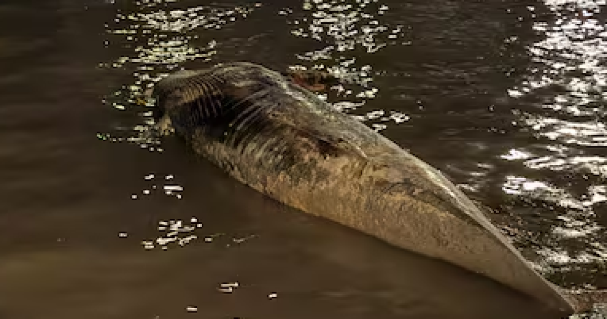 VIDEO  Encienden las alarmas por la misteriosa aparicioacuten de una segunda ballena encallada en la costa