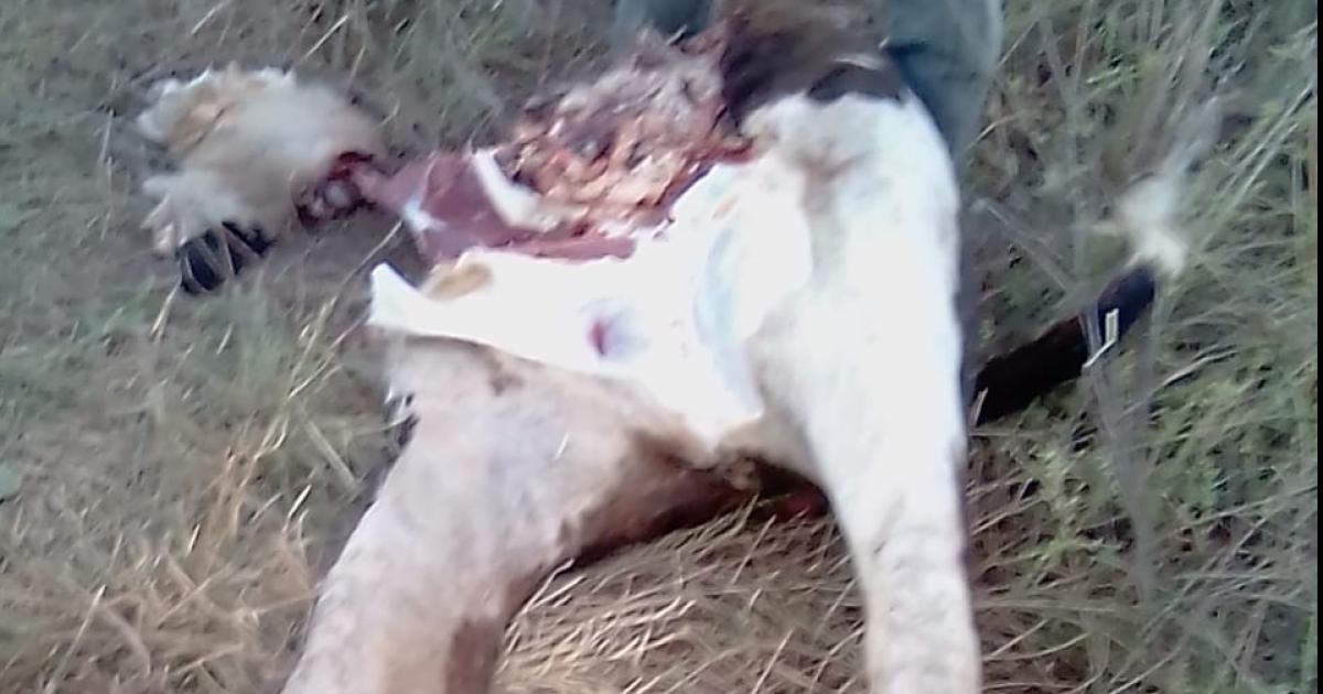 Cuatreros atacaron dos fincas faenaron animales y huyeron