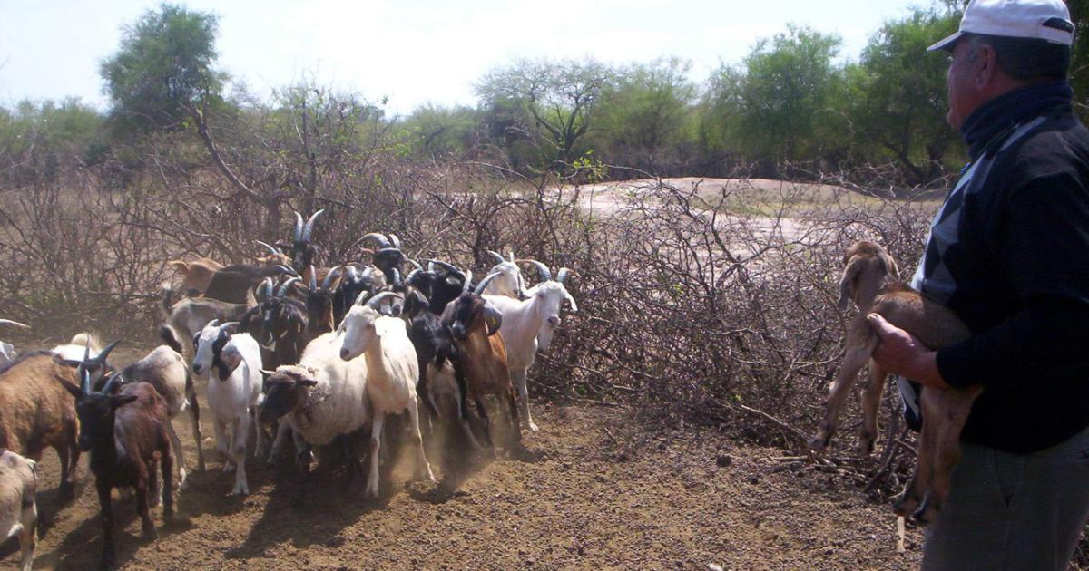 Sacaacute estas cabras o te voy a rebanar el cogote advirtioacute al padre ciego
