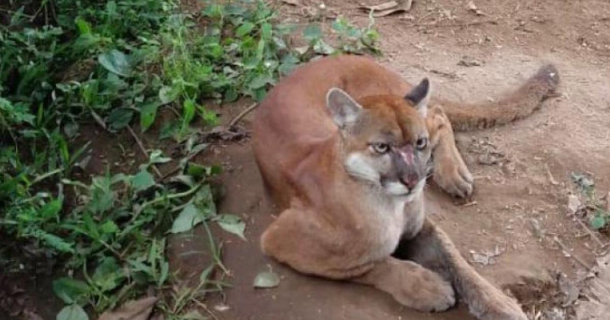 Los vecinos denuncian que el puma ya atacó a decenas de animales en la zona (Foto- imagen ilustrativa)