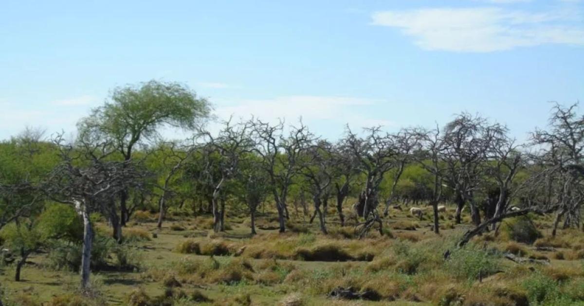 Sigue la convocatoria para la presentación de proyectos para la protección del ambiente