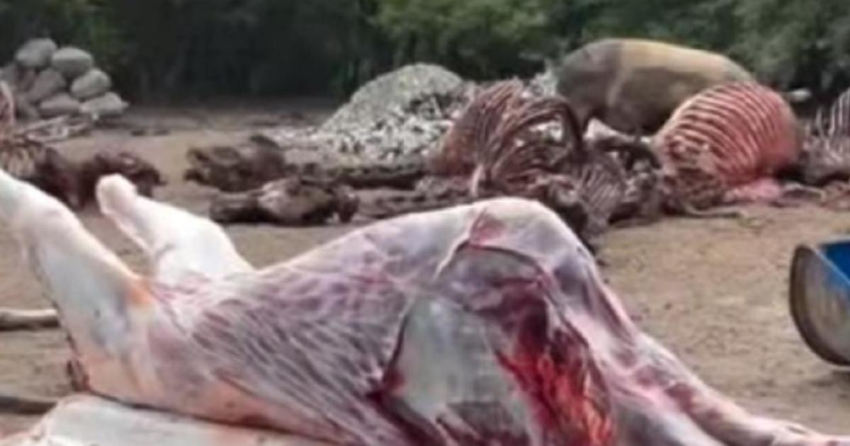 Investigan faena clandestina de cinco animales en un campo de Maco