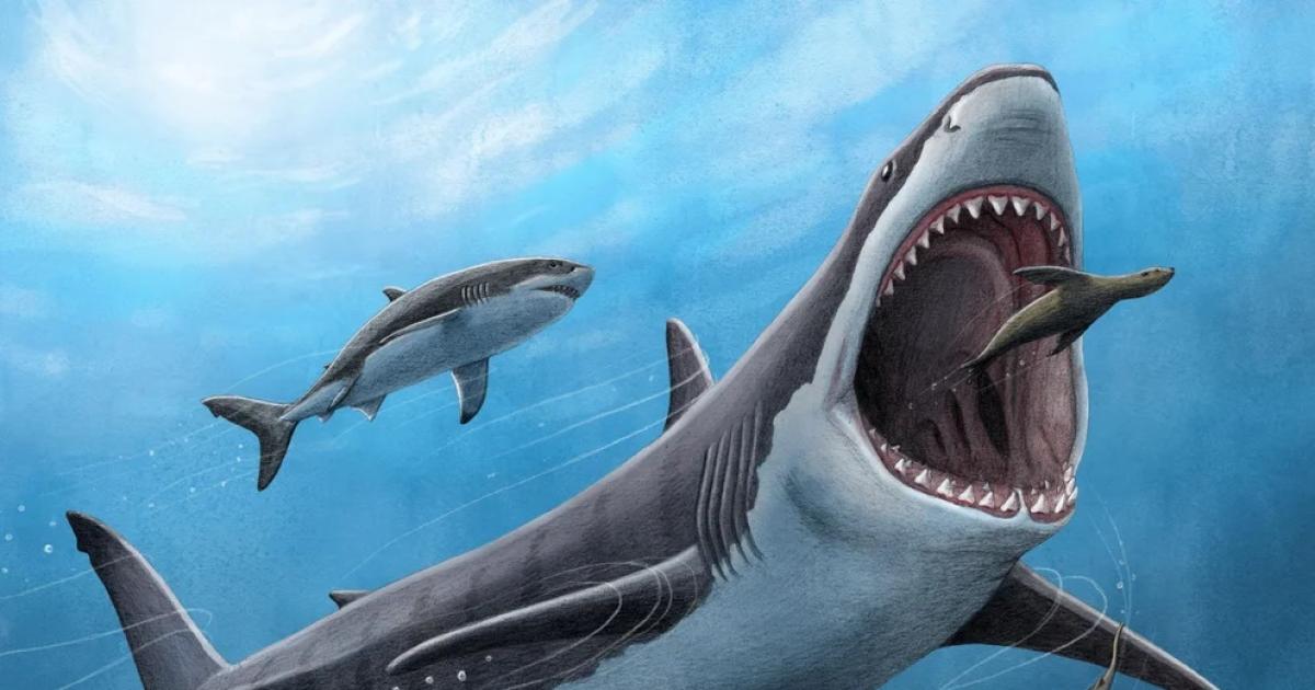 Estudio busca la fórmula para evitar ataques de tiburones 